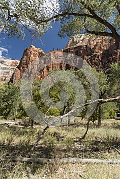 Rock Structure and trees Zion National Park